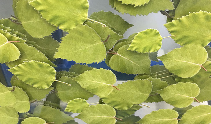 Direktdruck Glas, rückseitiger Glasdruck, Glasdruck digital, Glasdruck Fotodruck