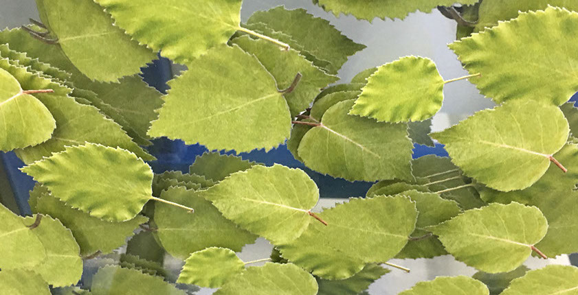 Direktdruck Glas, rückseitiger Glasdruck, Glasdruck digital, Glasdruck Fotodruck