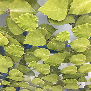 Direktdruck Glas, rückseitiger Glasdruck, Glasdruck digital, Glasdruck Fotodruck