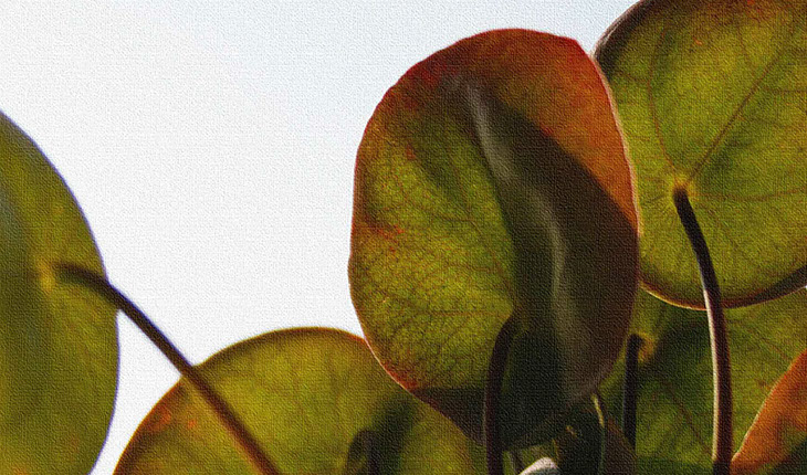 Keillahmen, bedruckte Keilrahmen, Keilrahmenbild, Keilrahmen drucken lassen, große Keilrahmenbilder, Leinwandbilder, Leinwand drucken lassen