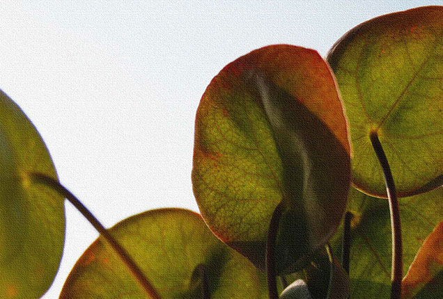 Keillahmen, bedruckte Keilrahmen, Keilrahmenbild, Keilrahmen drucken lassen, große Keilrahmenbilder, Leinwandbilder, Leinwand drucken lassen