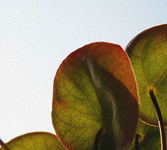 Keillahmen, bedruckte Keilrahmen, Keilrahmenbild, Keilrahmen drucken lassen, große Keilrahmenbilder, Leinwandbilder, Leinwand drucken lassen